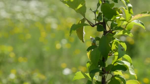 Visa fältet blommorna genom en gren av ett träd — Stockvideo