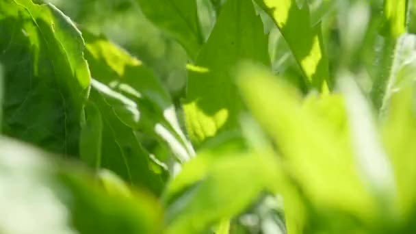 Mouvement dans l'herbe gros plan 