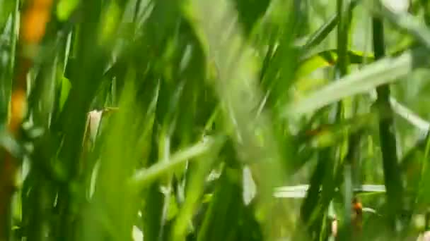 Close-up van beweging in het gras — Stockvideo