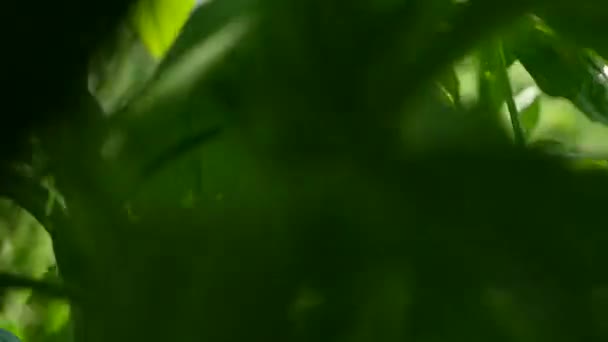 Close-up van beweging in het gras — Stockvideo