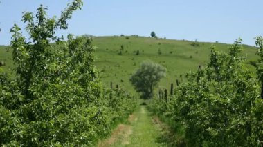 Toprak yol alan ağaçların arasında