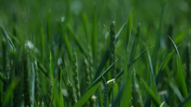 Rüzgar spikelets yeşil çim yakın çekim