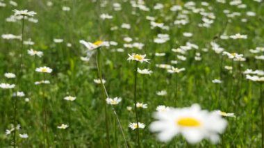 Papatya çiçekler şafak bakımından zengin bir çayırda