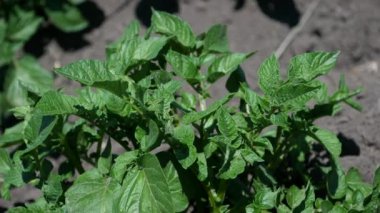 Patates bush bahçede