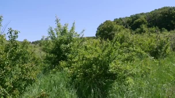 Arbustos verdes en el campo — Vídeo de stock