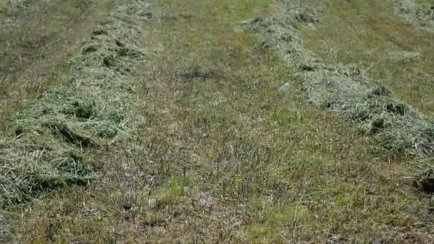 Skoszonej trawy na wzgórzu — Wideo stockowe