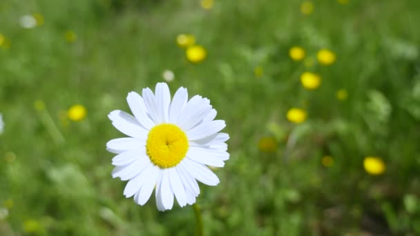 En vacker daisy i det gröna gräset — Stockvideo