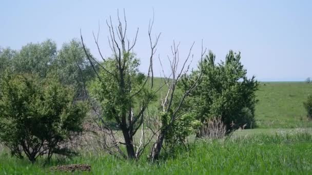 Grüne Bäume in der Natur mit blauem Himmel — Stockvideo