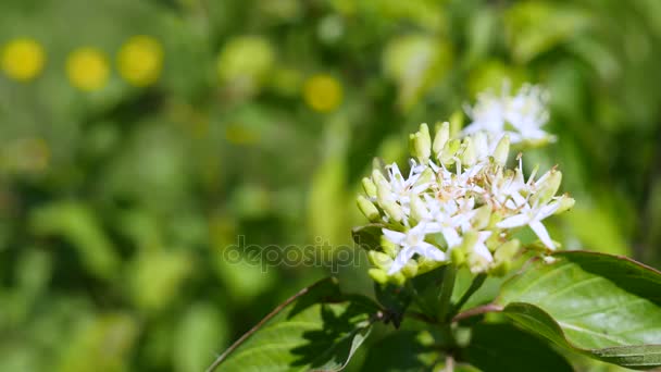 Flores blancas en flor con hojas verdes — Vídeos de Stock