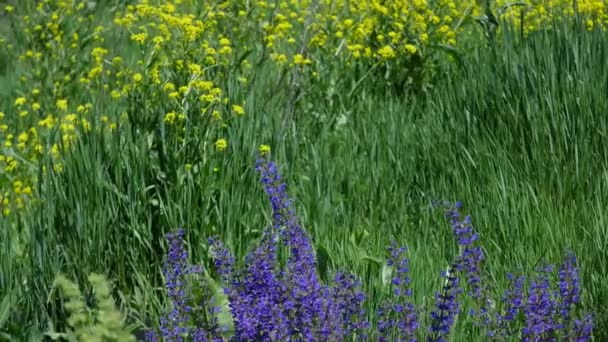 Dzikie kwiaty na wzgórzach z bliska — Wideo stockowe