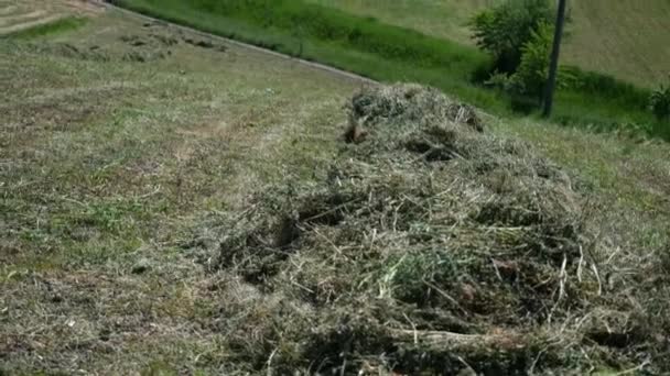 Feno cortado no campo — Vídeo de Stock