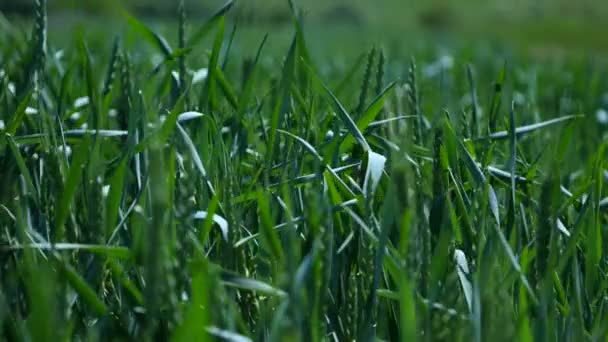 Espiguillas hierba verde primer plano en el viento — Vídeos de Stock