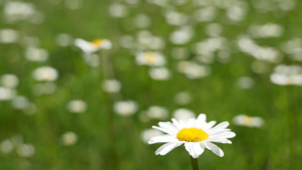 Gänseblümchen auf einer blumenreichen Wiese im Morgengrauen — Stockvideo