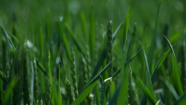 Spikelets groen gras close-up op de wind — Stockvideo