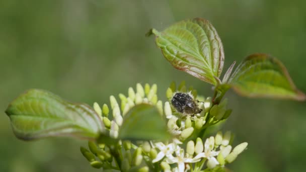 Un escarabajo se sienta en una floración — Vídeos de Stock