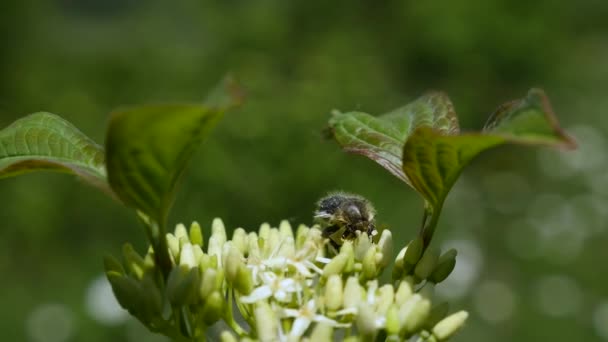 Um besouro senta-se em uma floração — Vídeo de Stock