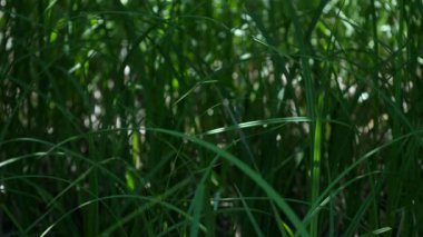 yüksek taze ot yakın çekim