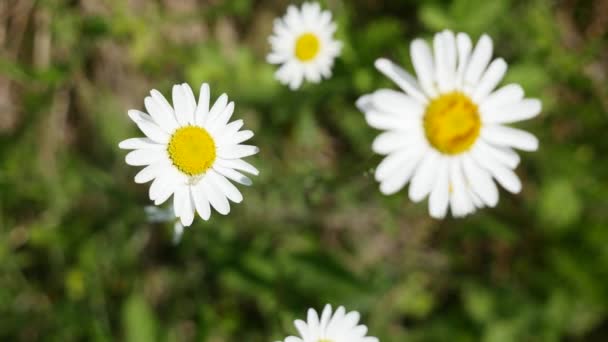 Daisy på en äng som är rik på blommor i gryningen — Stockvideo