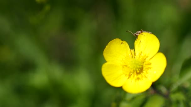 Gros plan d'un scarabée sur la belle fleur jaune vif 