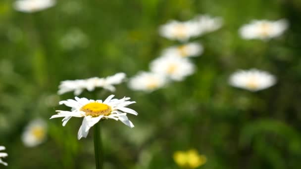 Margarita en un prado rico en flores al amanecer — Vídeos de Stock