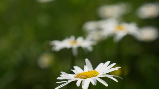 明け方に花の豊富な牧草地でデイジー — ストック動画