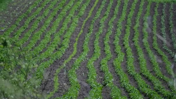 Green vegetable garden, top view on the hill — Stock Video