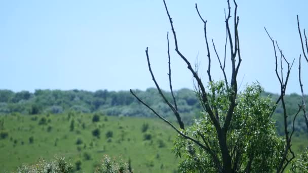 Gałęzie drzewa bez liści na tle pola — Wideo stockowe