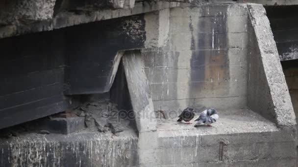 Dos palomas en un muro de hormigón — Vídeos de Stock