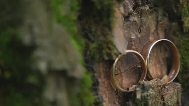 Wedding rings on a tree bark. Jewelry at the wedding — Stock Video