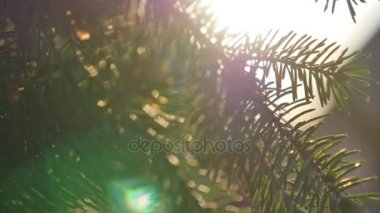 Güzel parlak yeşil ve mavi renkli güneşli doğa arka plan. Güneş rüzgar taze yeşil çam dalları üfleme ile parlar. Mavi gökyüzü güneş fişekleri ve güneş ışığı ile üzerinde sallanan ağaçların closeup
