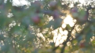 Güzel parlak yeşil ve mavi renkli güneşli doğa arka plan. Güneş rüzgar taze yeşil çam dalları üfleme ile parlar. Mavi gökyüzü güneş fişekleri ve güneş ışığı ile üzerinde sallanan ağaçların closeup