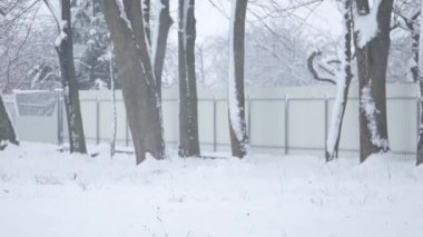 Kış parkında kar yağıyor. Ağaçlar karla kaplı.
