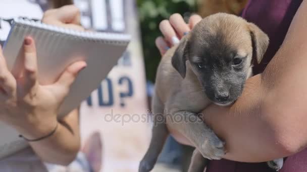 Cachorro en sus brazos cachorro huérfano — Vídeos de Stock
