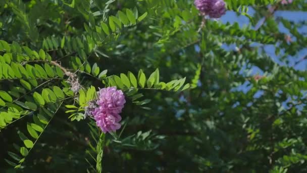 Rosa Acacia, gran árbol con flores — Vídeos de Stock