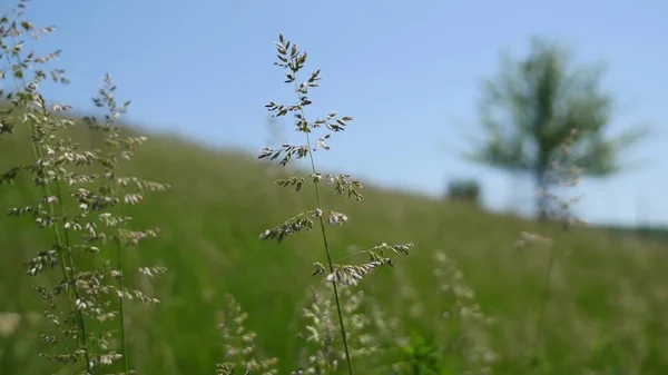 Green grass from a meadow with tree, Close up — Stock Photo, Image