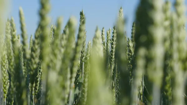 Bir model yeşil bir alanın kulak başlayan buğday — Stok fotoğraf