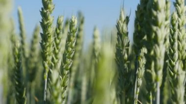 Bir model yeşil bir alanın kulak başlayan buğday