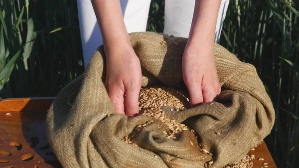 Τα χέρια του ένας αγρότης κορίτσι κοντινό ρίχνουμε μια χούφτα σπόρων σιταριού σε ένα πεδίο σιτάρι — Φωτογραφία Αρχείου