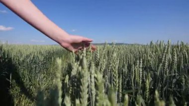 Kadının el buğday alanı gider. Kızlar el buğday kulakları closeup dokunmadan. Hasat kavramı. Hasat. Ağır çekim