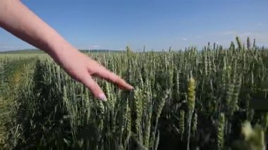 Kadının el buğday alanı gider. Kızlar el buğday kulakları closeup dokunmadan. Hasat kavramı. Hasat. Ağır çekim