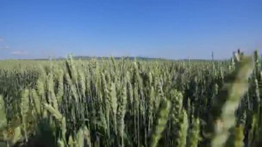 Kadının el buğday alanı gider. Kızlar el buğday kulakları closeup dokunmadan. Hasat kavramı. Hasat. Ağır çekim