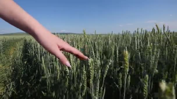 A mão das mulheres atravessa o campo de trigo. Meninas mão tocando trigo orelhas closeup.Harvest conceito. Colheita. Movimento lento — Vídeo de Stock