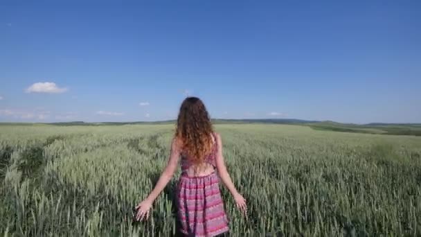 Το περπάτημα πίσω ομορφιά κορίτσι στο πεδίο σιτάρι — Αρχείο Βίντεο