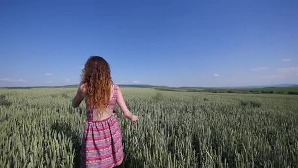 Прогулка за красавицей на пшеничном поле. замедленное движение — стоковое видео