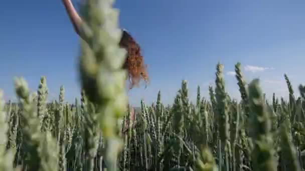 Krásná mladá žena, skákání na zelené pšenice pole na pozadí modré oblohy — Stock video