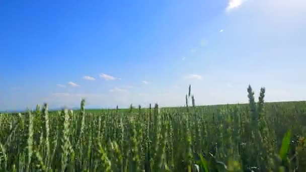 Wheat Field Waves Movido pelo Verão Vento Pan Natureza Fundo — Vídeo de Stock