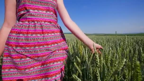 La mano de las mujeres pasa por el campo de trigo. Las niñas tocan a mano las espigas de trigo de primer plano.Concepto de cosecha. Cosecha. Movimiento lento — Vídeos de Stock