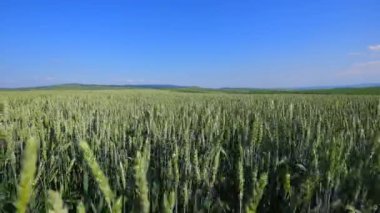 Buğday alan dalgalar yaz Rüzgar Pan doğa arka tarafından taşındı