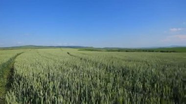 Buğday alan dalgalar yaz Rüzgar Pan doğa arka tarafından taşındı
