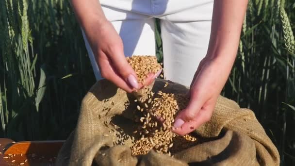 Руки фермерской девушки закрываются налейте горсть пшеничных зерен на пшеничное поле — стоковое видео